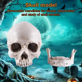 Модель черепа в натуральную величину, обучающие модели черепов для Хэллоуина, реквизит для маскарадных вечеринок, учебные принадлежности, реалистичные для преподавания